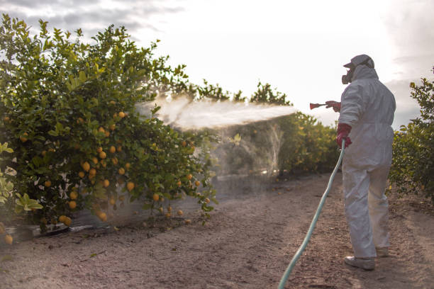 Best Rat Extermination Near Me  in Des Allemands, LA
