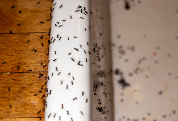 Best Termite Control Services  in Des Allemands, LA